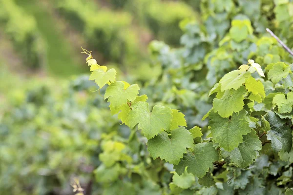 Uvas de vino verde — Foto de Stock