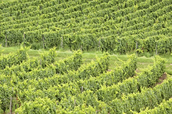 Grön vingård — Stockfoto