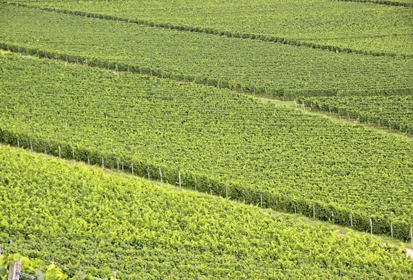 Grön vingård — Stockfoto