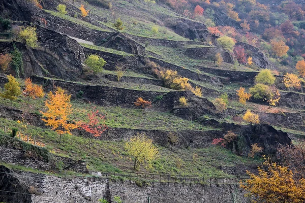 Stock image Colorful Autumn Trees