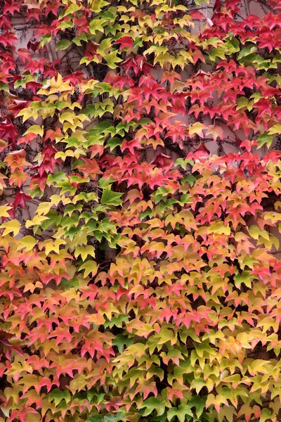 Colored leaves of the wild vine in autumn — Stock Photo, Image