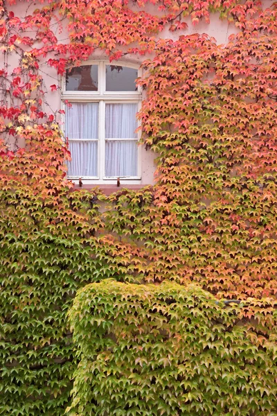 Farbige Blätter der wilden Rebe an der Hauswand — Stockfoto