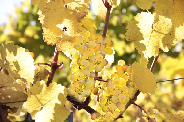Ярко-желтые листья в винограднике — стоковое фото