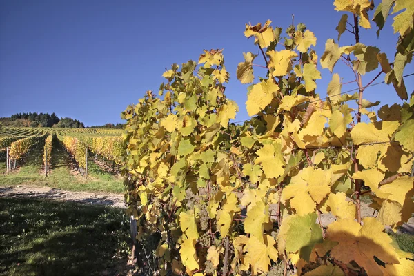 Wijngaard in de herfst — Stockfoto