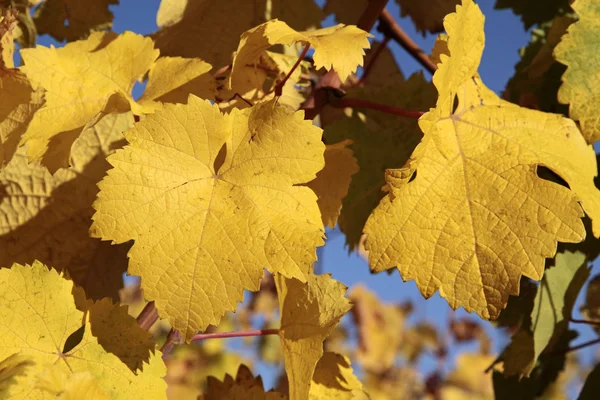 Kirkkaan keltaiset lehdet viinitarhassa — kuvapankkivalokuva