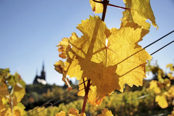 Ljusa gula blad i vingården — Stockfoto