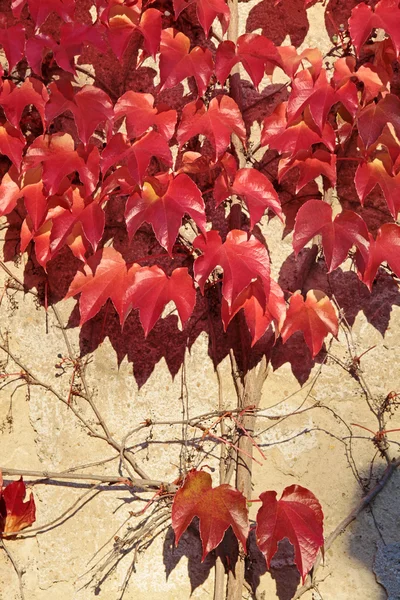 Punaiset viininlehdet seinällä — kuvapankkivalokuva