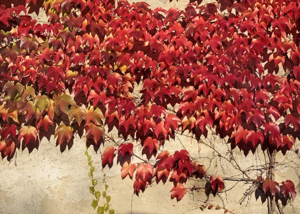 Red vine leaves on a wall — Stock Photo, Image