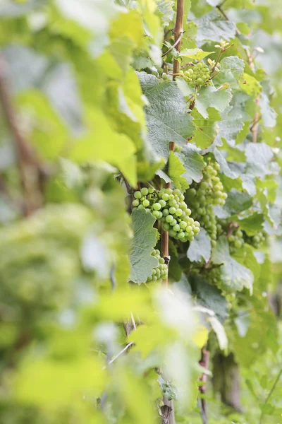 Yeşil üzüm şarap — Stok fotoğraf