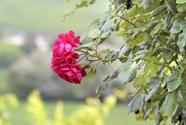攀爬的玫瑰 — 图库照片