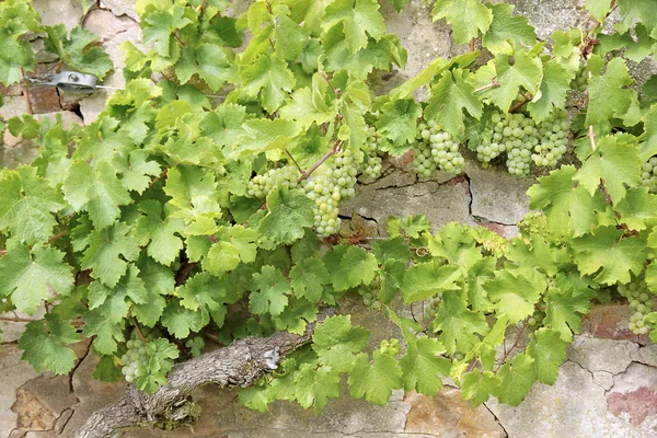 Vinhas de uvas verdes — Fotografia de Stock