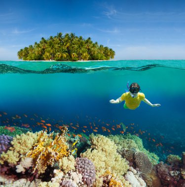 Corals, diver and palm island clipart