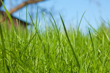 High grass on the backyard clipart