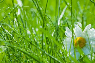 One chamomile in the grass clipart