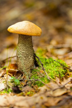 Mushroom in the forest clipart