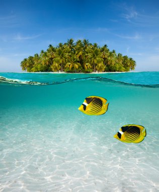 Palm island and underwater world clipart