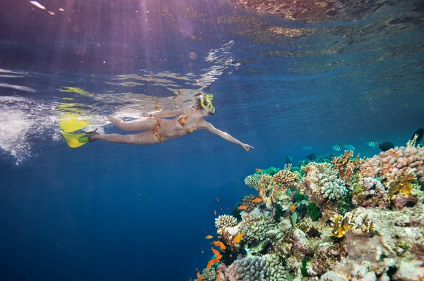 Taucherin zeigt auf Korallen — Stockfoto