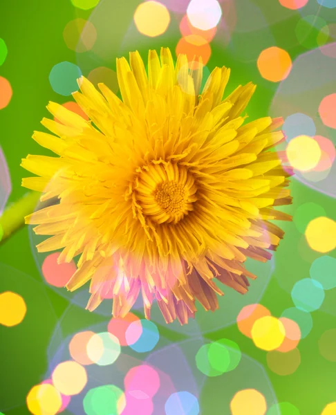 Dream spring dandelion — Stock Photo, Image