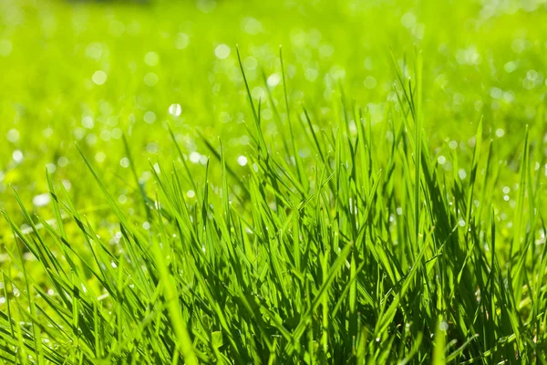 Background of fresh spring grass — Stock Photo, Image