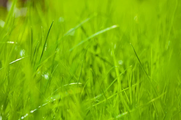 Primavera grama verde closeup — Fotografia de Stock