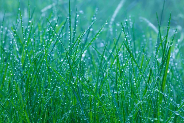 Frühlingsgrünes Gras aus nächster Nähe unter Regen — Stockfoto