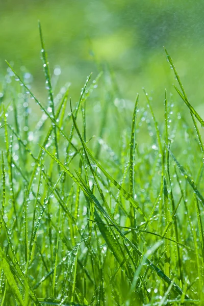 Grama verde primavera com gotas de orvalho — Fotografia de Stock