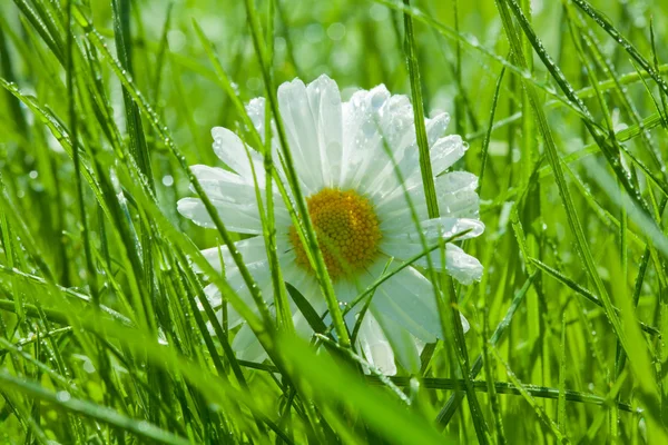 Camomila close-up na grama — Fotografia de Stock