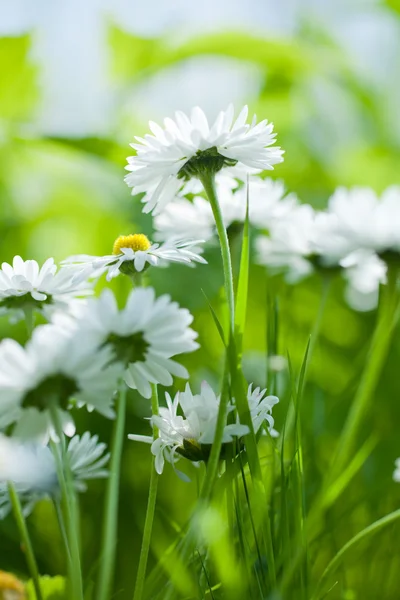 Chamomile closeup from bellow — Stock Photo, Image