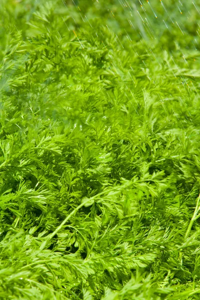 Carrot leaves — Stock Photo, Image