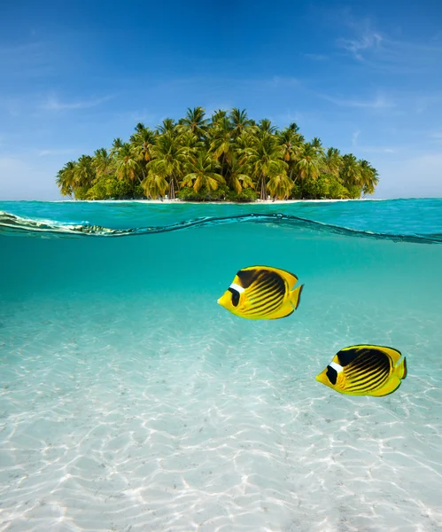 Palm island and underwater world — Stock Photo, Image