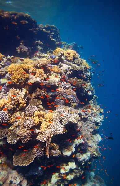 산호초의 가장자리 — 스톡 사진
