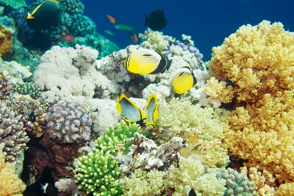 Tropické ryby plavat mezi korály — Stock fotografie
