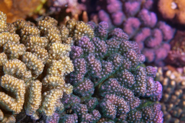 Fecho do coral duro — Fotografia de Stock