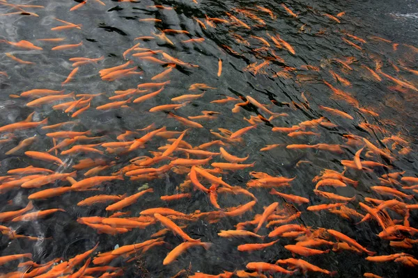 Salmon Pemijahan — Stok Foto