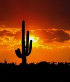 Kaktusz fa során naplemente