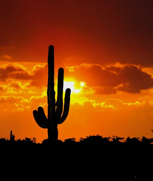 Kaktusbaum bei Sonnenuntergang — Stockfoto