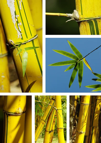 Collage de bambú Imágenes De Stock Sin Royalties Gratis