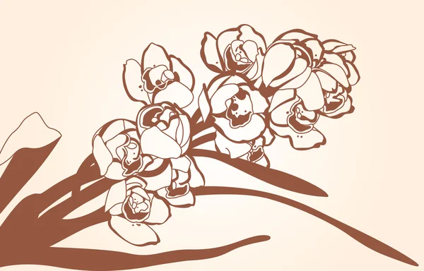 La rama de la orquídea — Archivo Imágenes Vectoriales