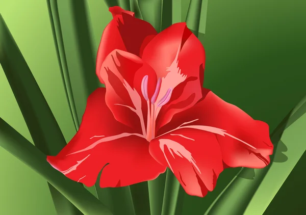 Gladiolo rosso — Vettoriale Stock