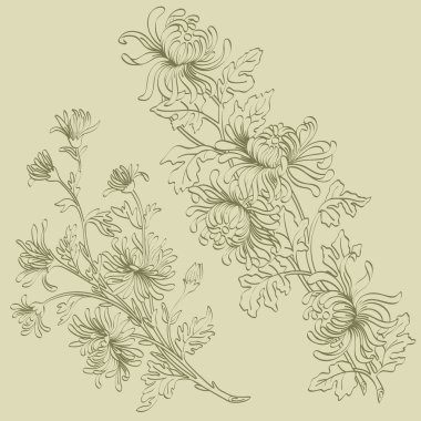 Sprigs of chrysanthemum