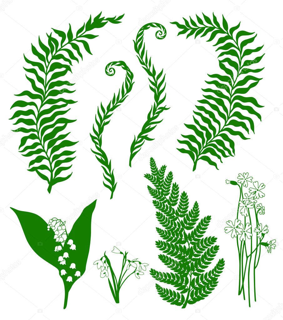 Травы папоротник векторное изображение
