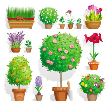 dizi Saksı bitkiler