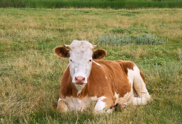 Cow rests on meadow — Stock Photo, Image