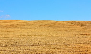 biçilmiş buğday alanı
