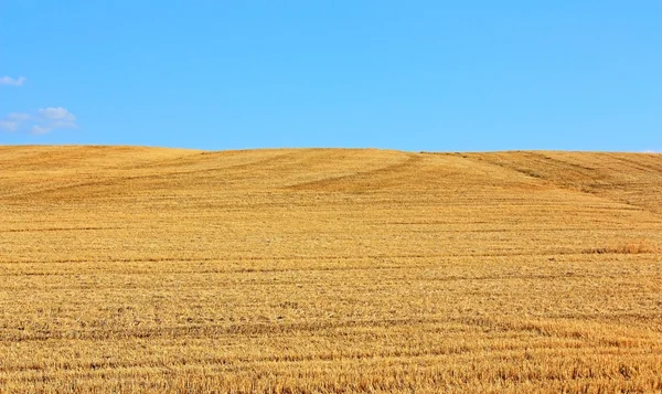 Pole pokosených pšenice — Stock fotografie