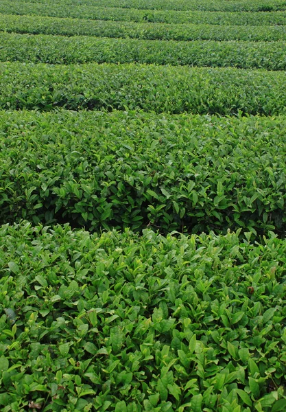 stock image Tea farm