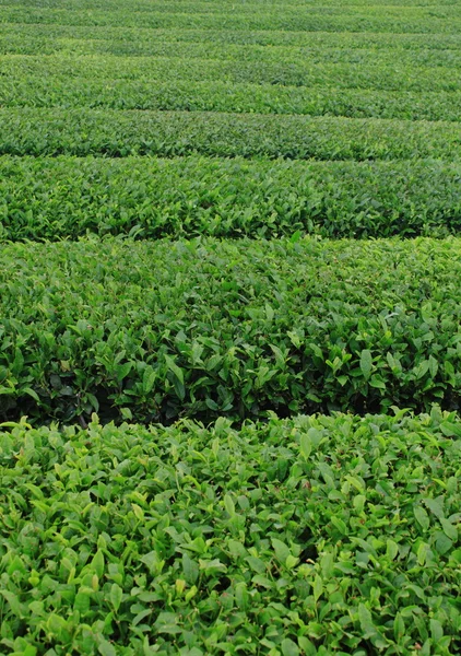 stock image Filed in tea farm