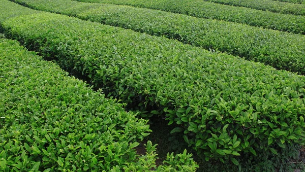 stock image Tea farm