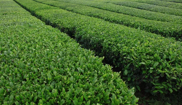 Stock image Tea farm