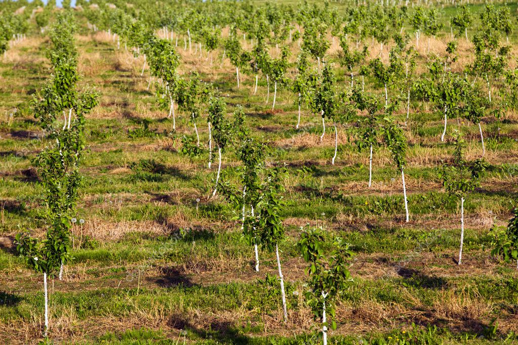 Appletrees garden — Stock Photo © ligora 10977429